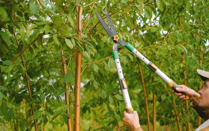 Tree trimming in Great Valley, NY