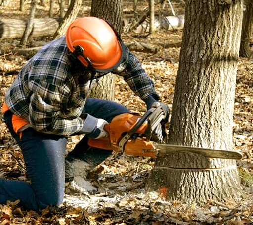 Tree Removal in Great Valley, NY